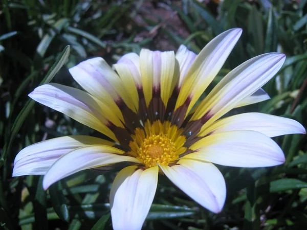 Flor Close-Up — Fotografia de Stock