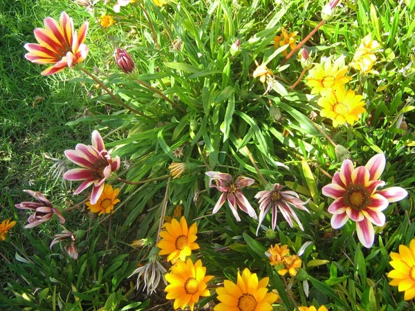 Flores Close-Up — Fotografia de Stock