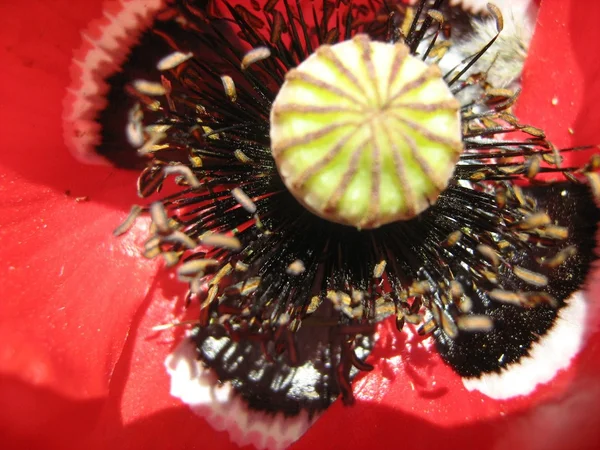 Flor de papoila — Fotografia de Stock