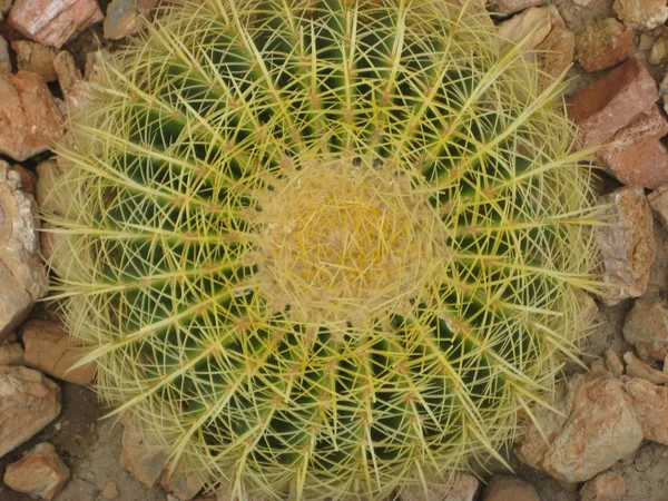 Golden ball cactus — Stock Photo, Image