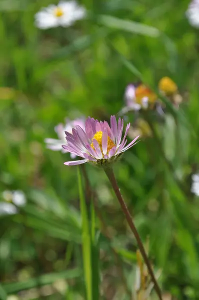 Daisy blommor — Stockfoto