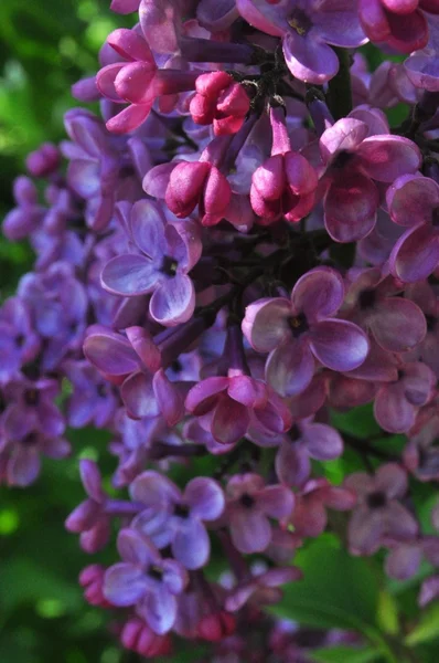 Flores de lila —  Fotos de Stock