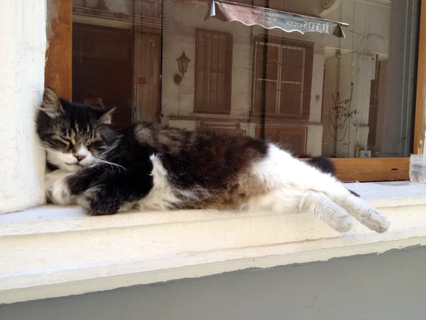 Сat sleeping on the windowsill — Stock Photo, Image