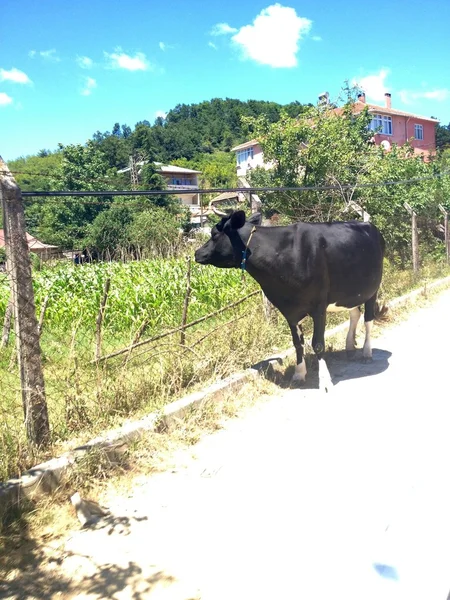 村で牛します。 — ストック写真