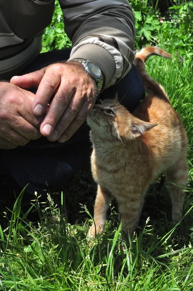 Yenisehir の町の近くの burcun 村ブルサ - トルコ — ストック写真