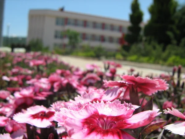 Mugla Universiteit, mugla - Turkije — Stockfoto