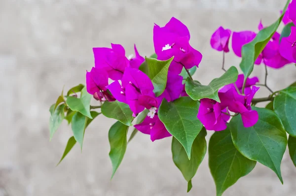 Bougainvillaes isolés — Photo