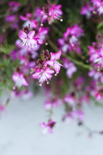 Blommor — Stockfoto