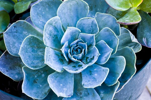 Echeveria — Stok fotoğraf