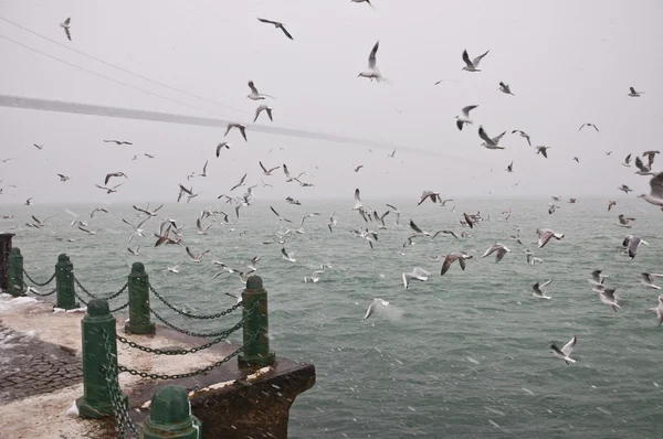 İstanbul sisli hava — Stok fotoğraf