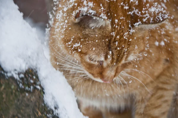 Street cat — Stock Photo, Image