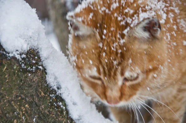 Gatan katt — Stockfoto