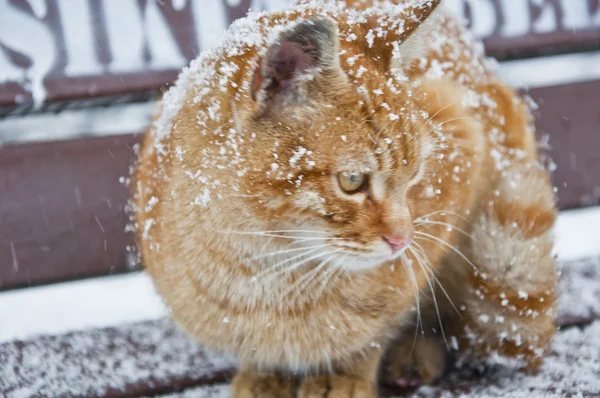 Gatan katt — Stockfoto