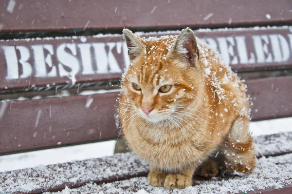 Straßenkatze — Stockfoto