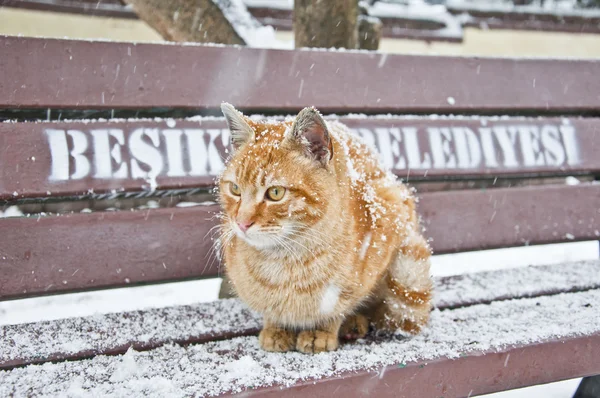 Straßenkatze — Stockfoto