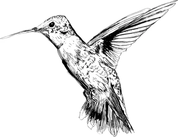 Tangan digambar burung kolibri - Stok Vektor