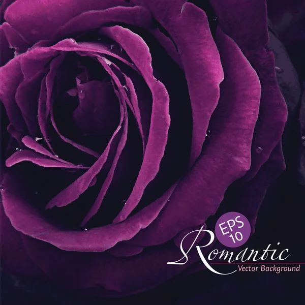Rosa romántica — Vector de stock