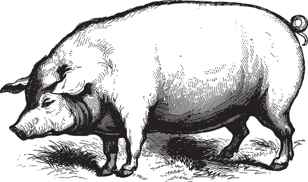 Schweine — Stockvektor