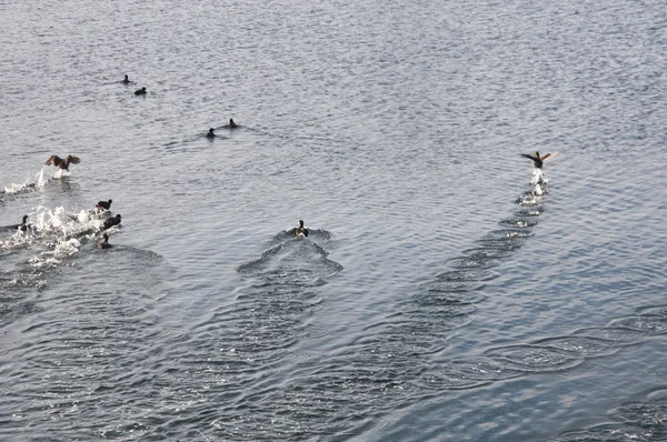 Cormoranes — Foto de Stock