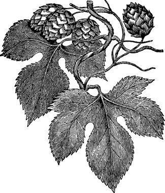 Common hop engraving