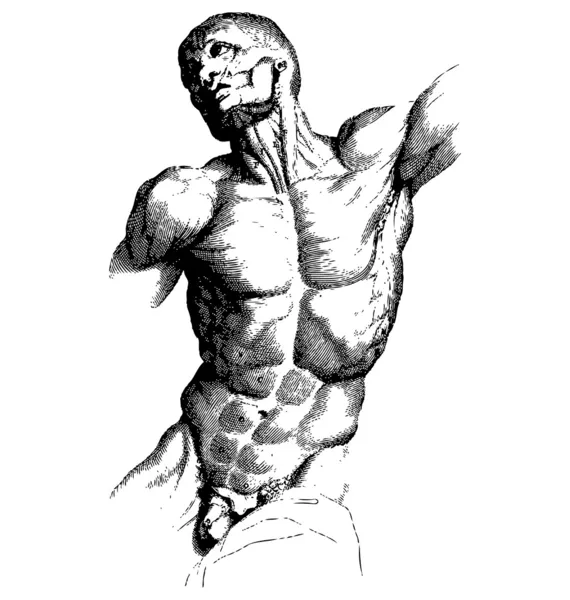 Manlig torso gravyr — Διανυσματικό Αρχείο