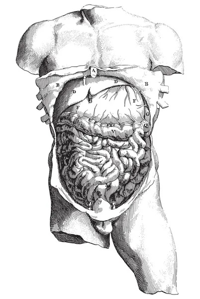 Grabado interno del cuerpo — Archivo Imágenes Vectoriales