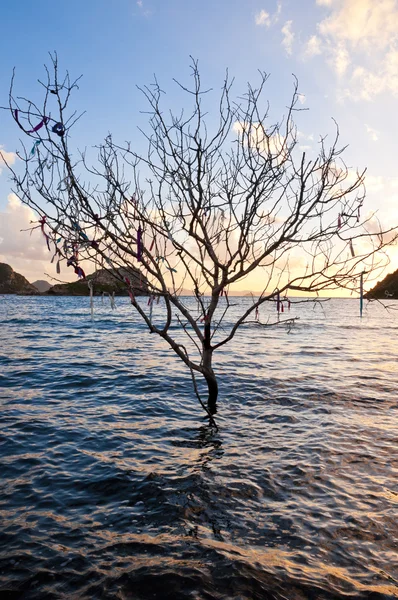 海の木 — ストック写真