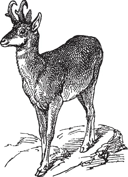 野生の鹿 — ストックベクタ