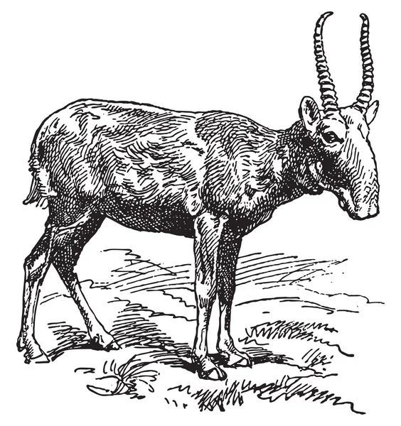 Wild goat — Stock Vector