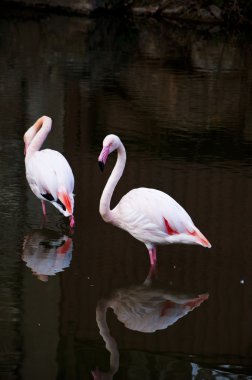 Pink flamingos clipart