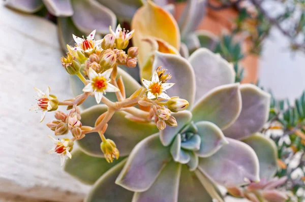 Plante succulente fermer — Photo