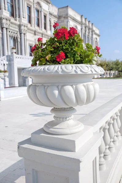 Geranium — Stock Photo, Image