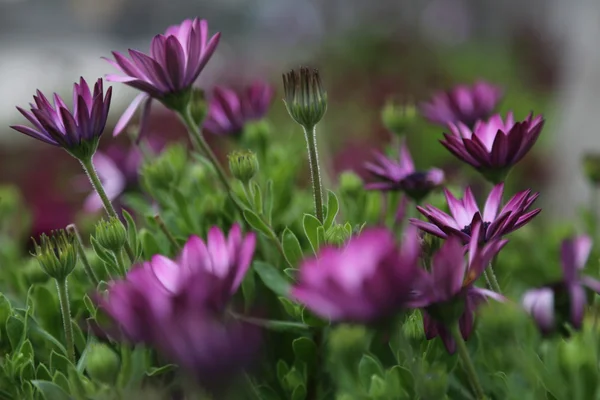 Vackra blommor — Stockfoto