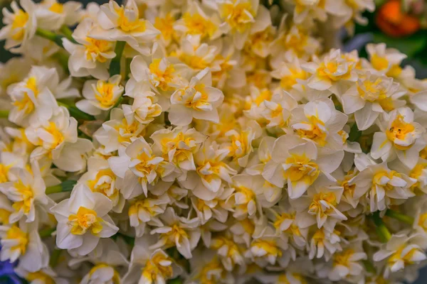 Lindas flores — Fotografia de Stock