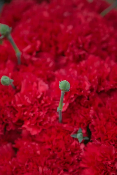 Hermosas flores —  Fotos de Stock