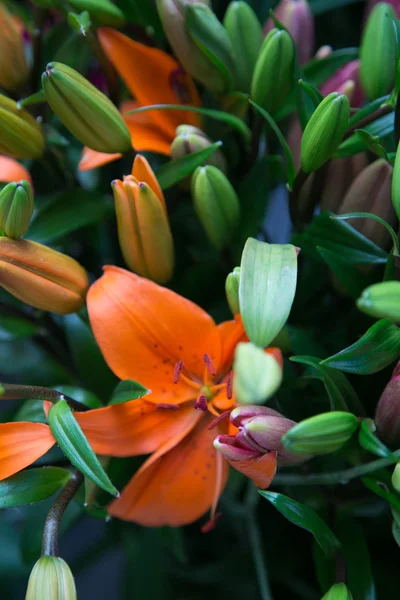 Vackra blommor — Stockfoto