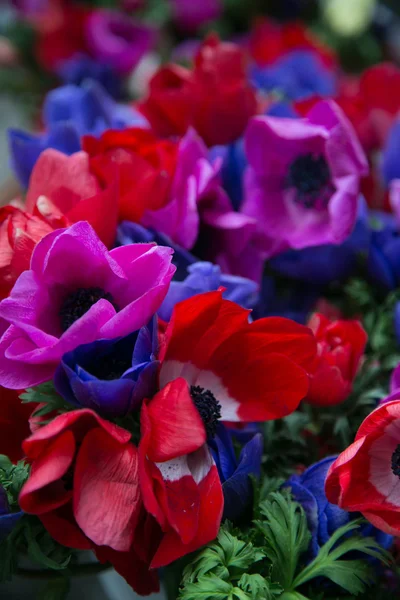 Lindas flores — Fotografia de Stock