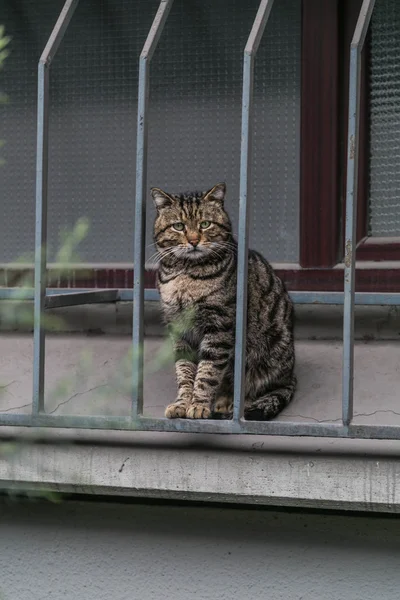 通りの猫φωτογραφία κατά μια πτώση — ストック写真