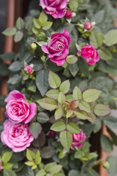 Hermosas rosas rosadas —  Fotos de Stock