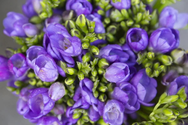 Vackra blommor — Stockfoto