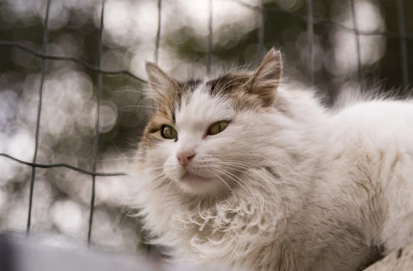 通りの猫φωτογραφία κατά μια πτώση — ストック写真