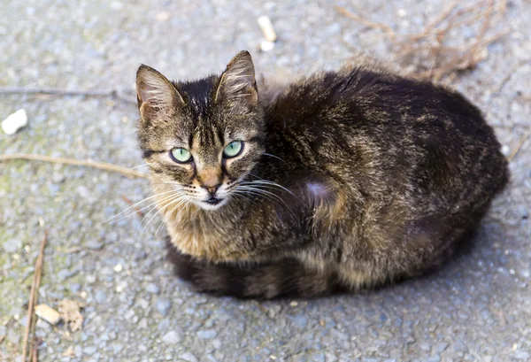 Straat kat — Stockfoto