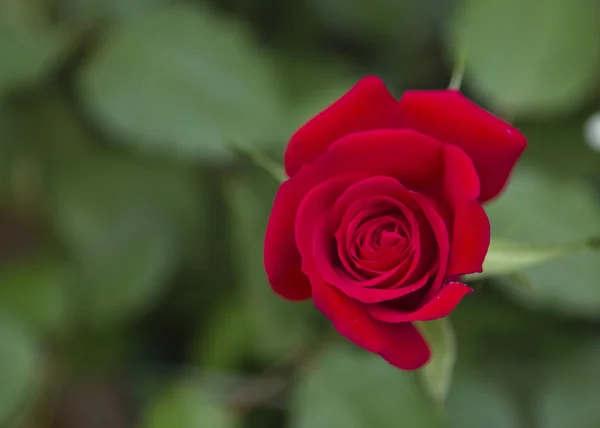 Hermosa rosa —  Fotos de Stock