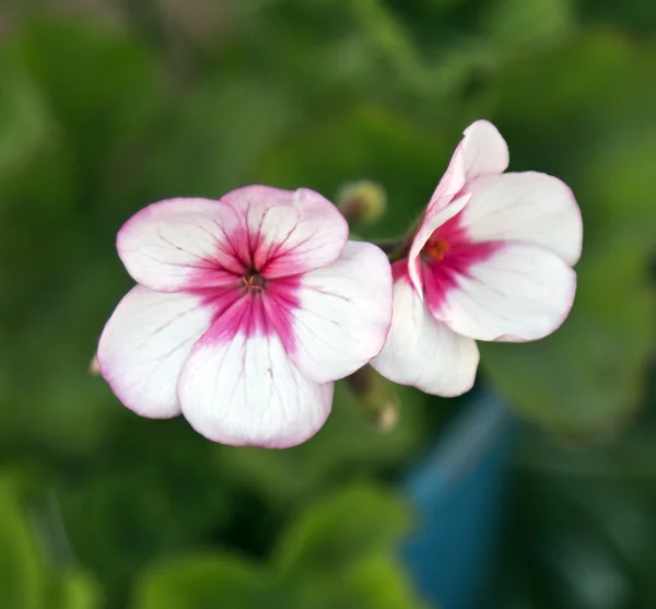 Bellissimi fiori primaverili — Foto Stock