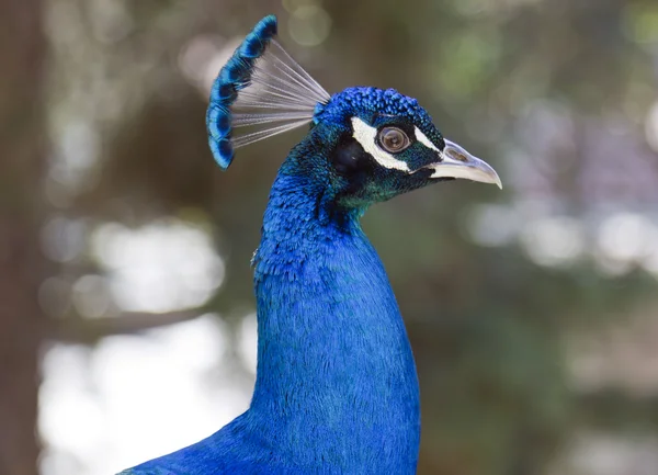 Peacock — Stock Photo, Image