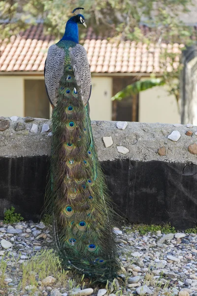 Peacock — Stock Photo, Image