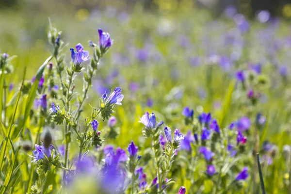 Lindas flores de primavera — Fotografia de Stock