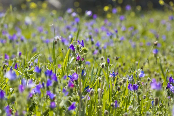 Vackra vårblommor — Stockfoto