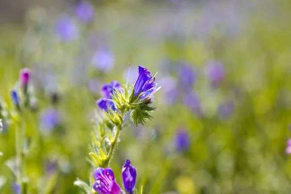 Vackra vårblommor — Stockfoto