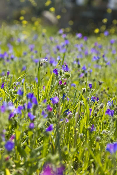 Hermosas flores de primavera —  Fotos de Stock